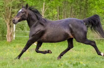 American Appendix Horse - Photo by helpfulhorsehints.