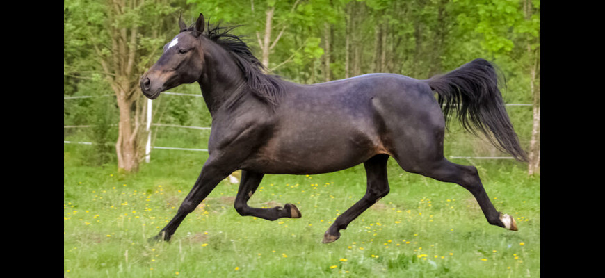 American Appendix Horse - Photo by helpfulhorsehints.