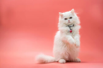 "Persian cats - Photo by Kmatta at getty images"