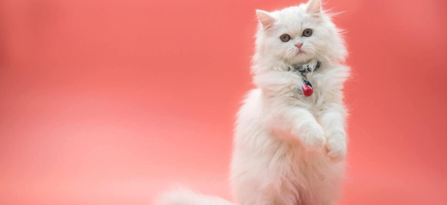 "Persian cats - Photo by Kmatta at getty images"