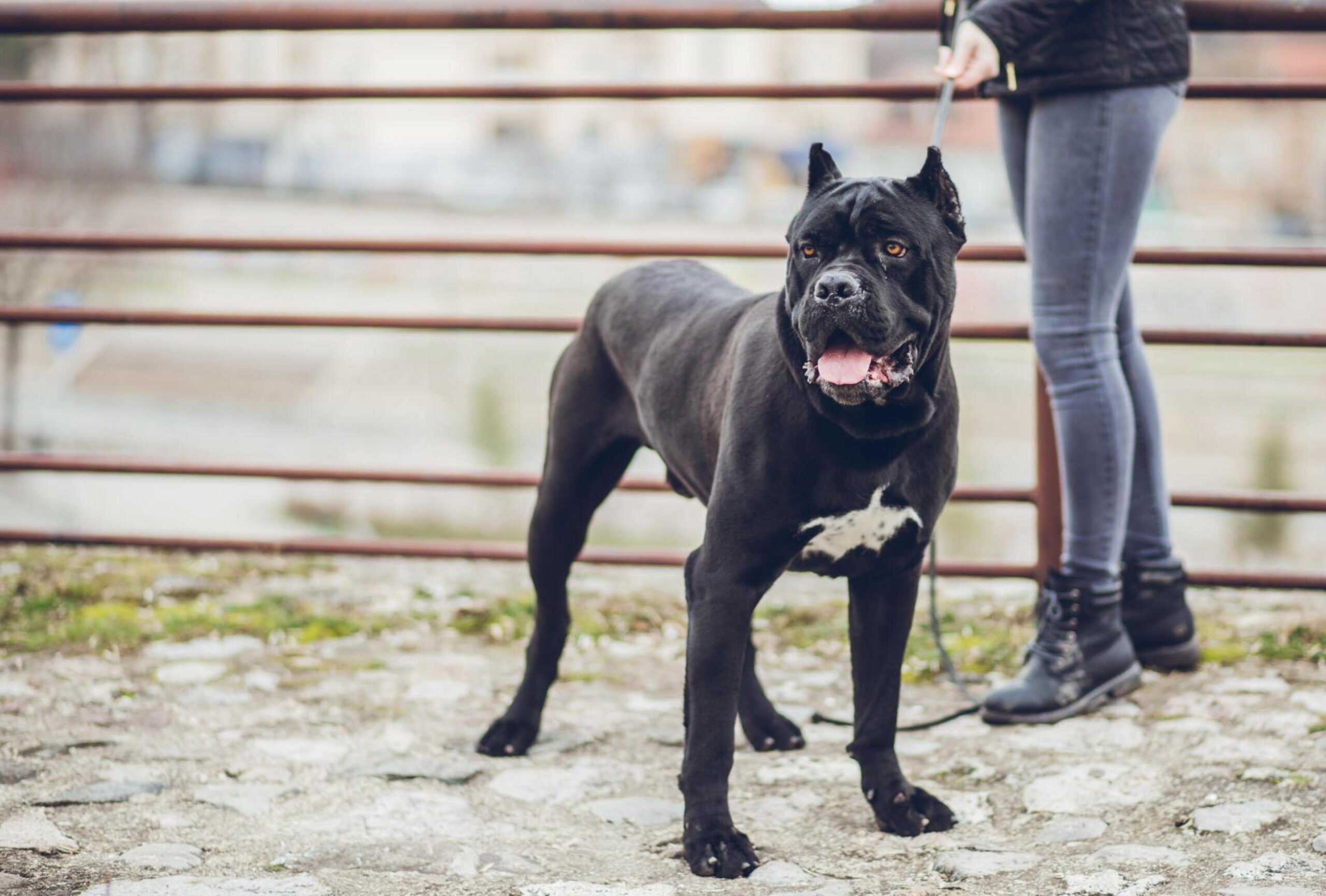 "Cane Corso Italiano - Photo by ViewStock at getty images" 