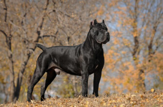 "Cane Corso Italiano - Photo by ViewStock at getty images"