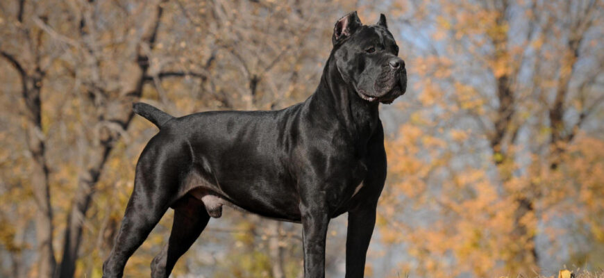 "Cane Corso Italiano - Photo by ViewStock at getty images"