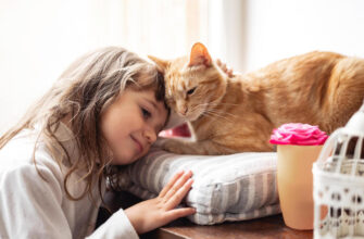 "Cat insurance -Photo by Yuliya Taba at getty images"