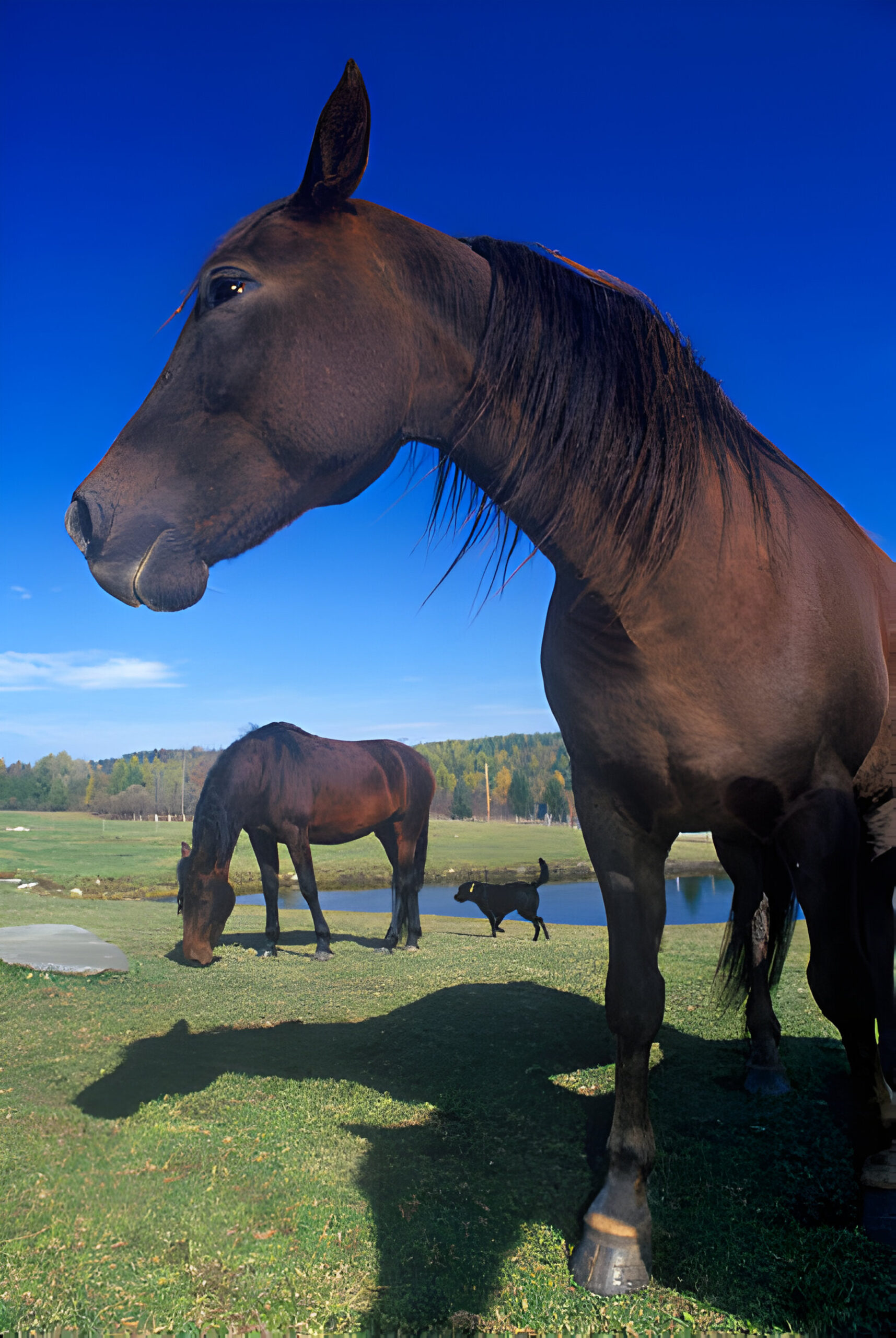 "Morgan Horse - Photo by Fotosearch at getty images"