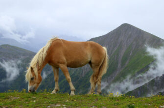 "Haflinger Horse - Photo by Frans Sellies at getty images"