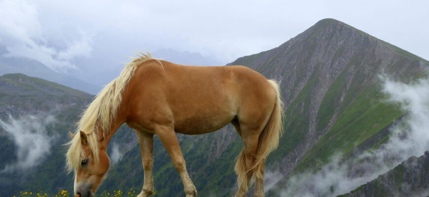 "Haflinger Horse - Photo by Frans Sellies at getty images"