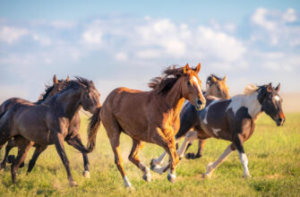 "Mustang Horse - Photo by georgeclerk at getty images"