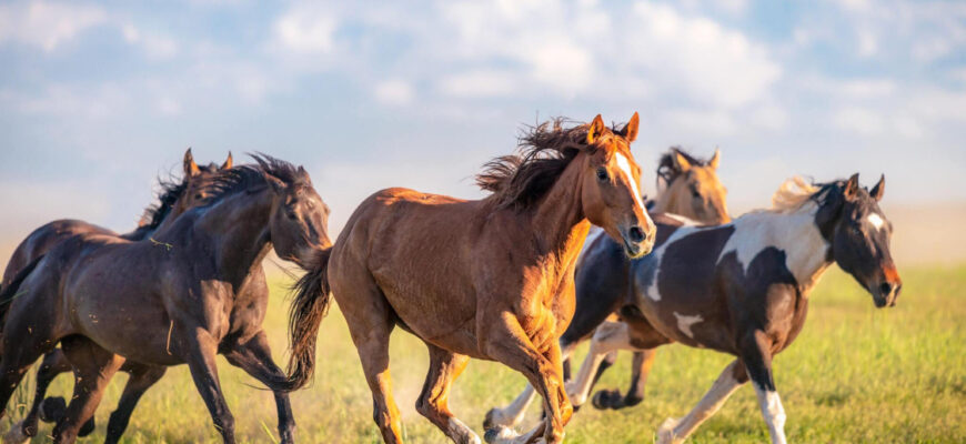 "Mustang Horse - Photo by georgeclerk at getty images"