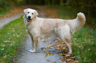 "Golden Retrievers - Photo by Holger Leue at getty images"