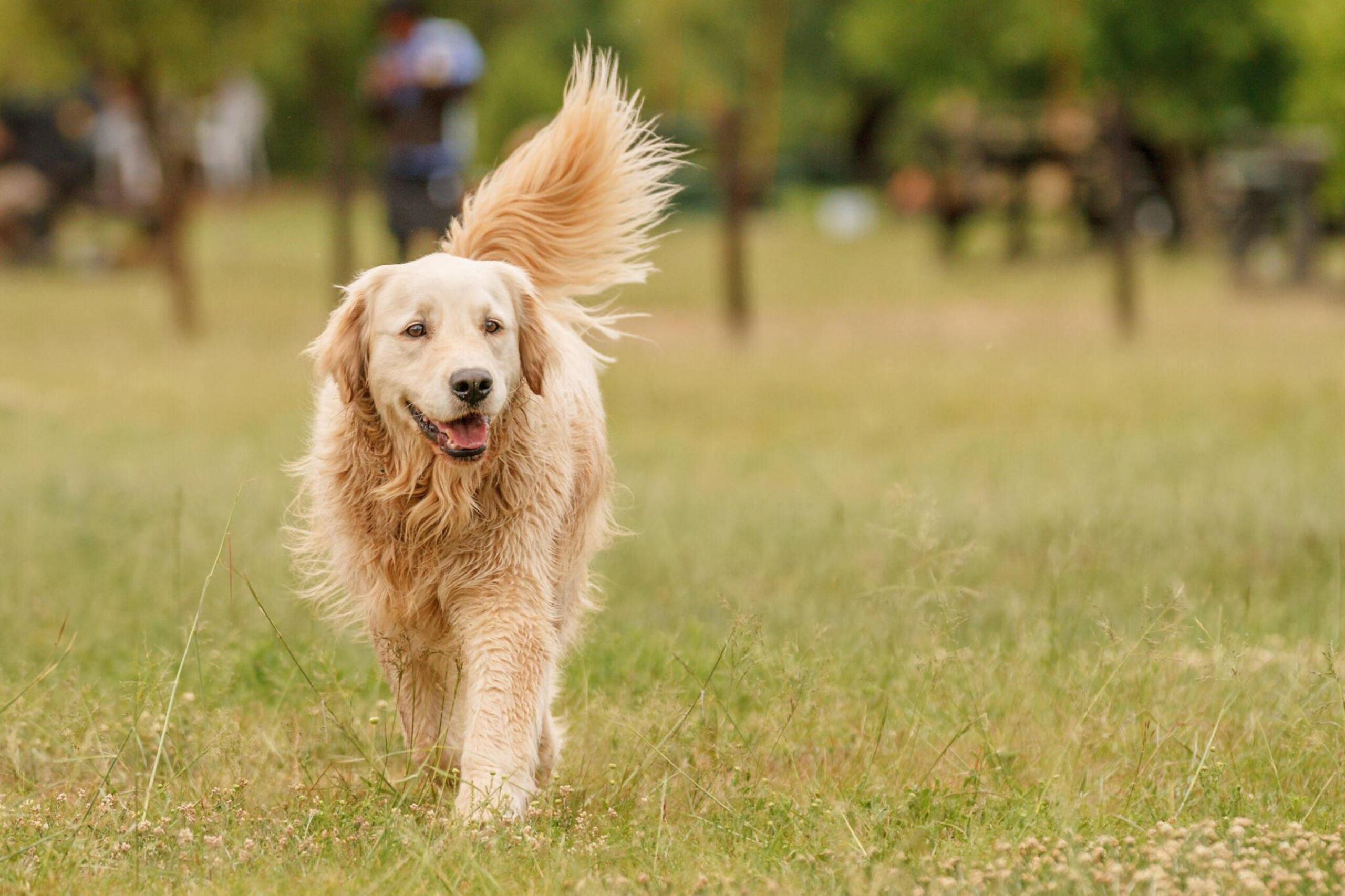 "Golden Retrievers - Photo by Jason Edwards at getty images" 