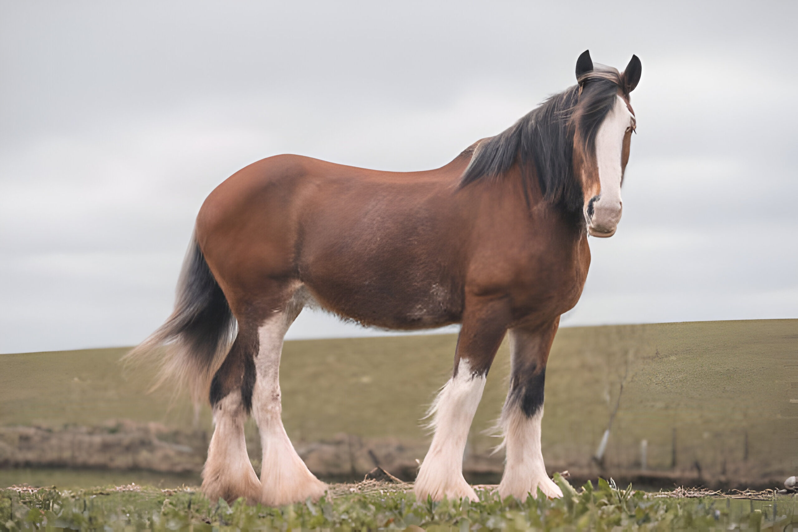 "Clydesdale Horse - Photo by Dan Baillie https://www.gettyimages.com/search/photographer?photographer=Gannet77 at getty images" 