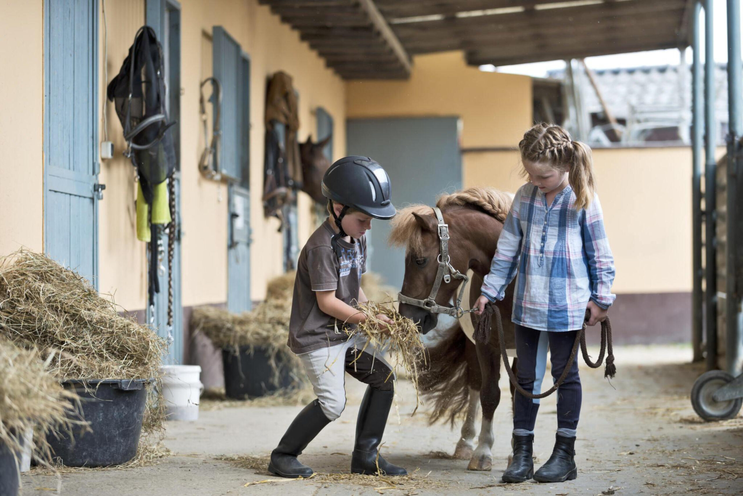 "Shetland Ponies - Photo by Kevin Schafer at getty images" 