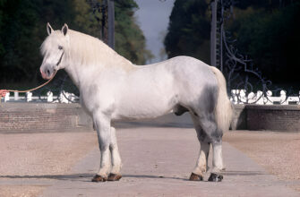 "Percheron Horse - Photo by Kit Houghton at getty images"