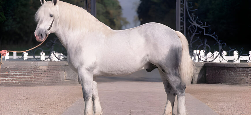 "Percheron Horse - Photo by Kit Houghton at getty images"