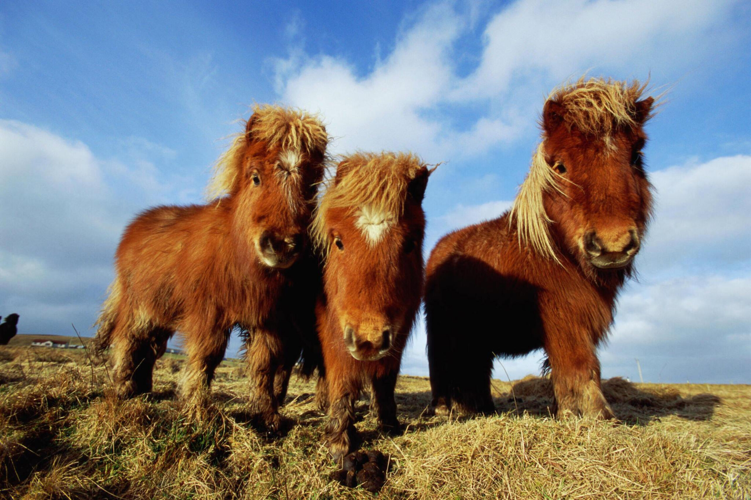 "Shetland Ponies - Photo by Kevin Schafer at getty images"