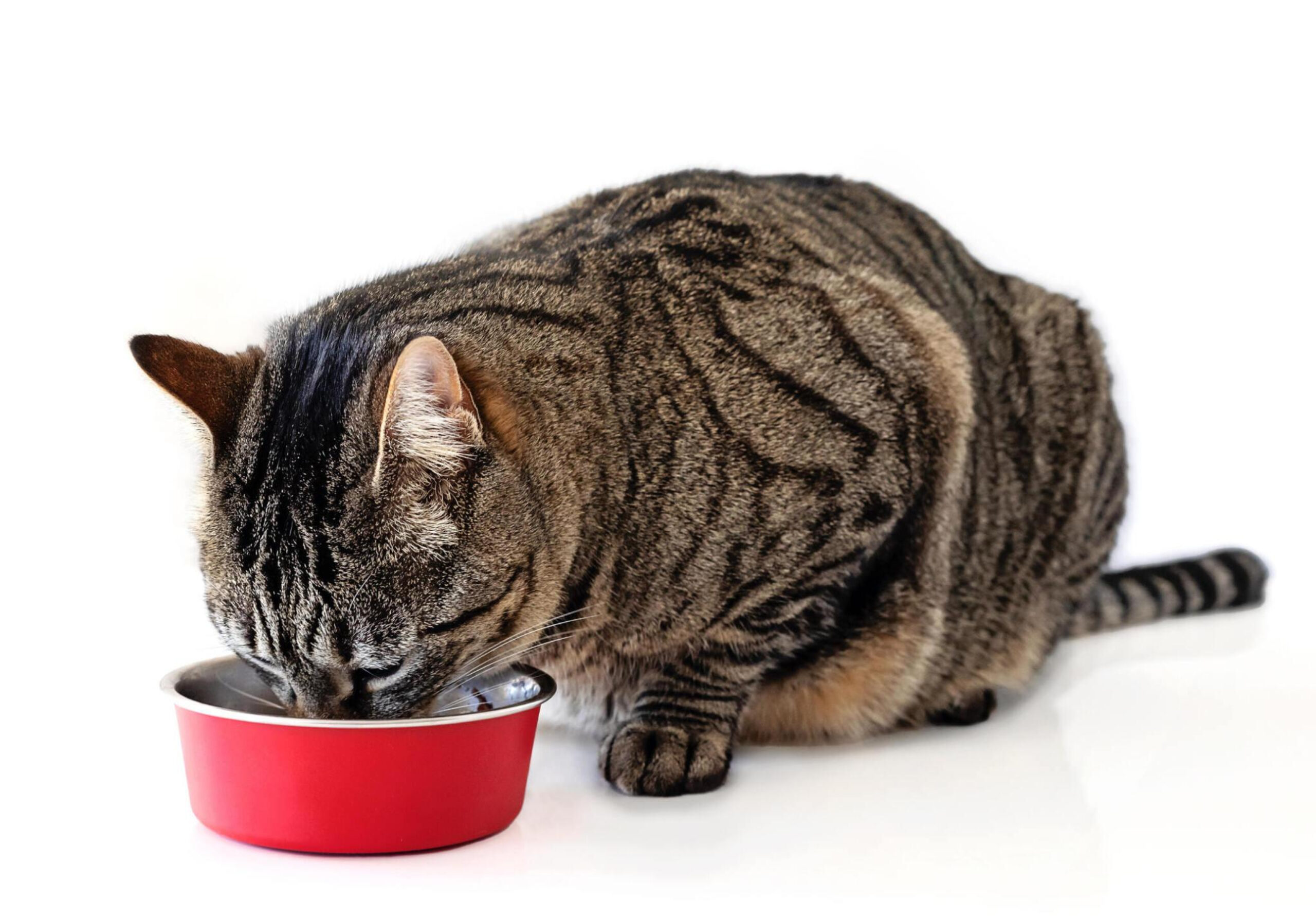 "Domestic Shorthair - Photo by Cris Cantón at getty images" 