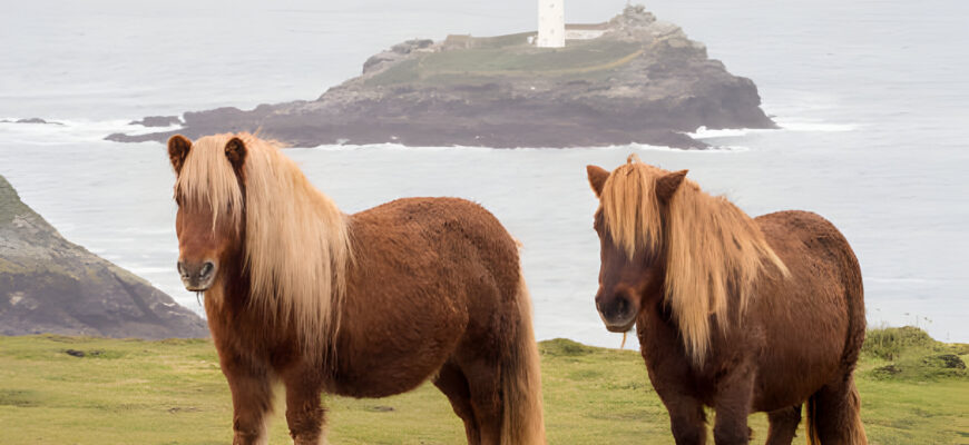 "Shetland Pony - Photo by Ashley Cooper at Ashley Cooper"