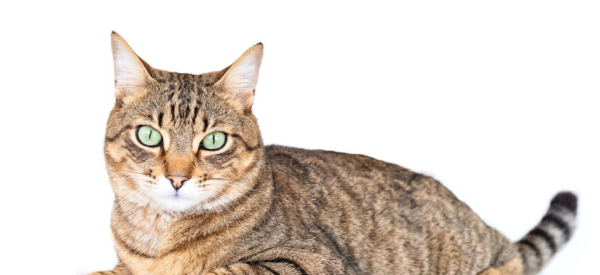 "Domestic Shorthair - Photo by Cris Cantón at getty images"