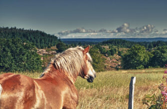 "Ardennes Horse - Photo by Vintervit at getty images"