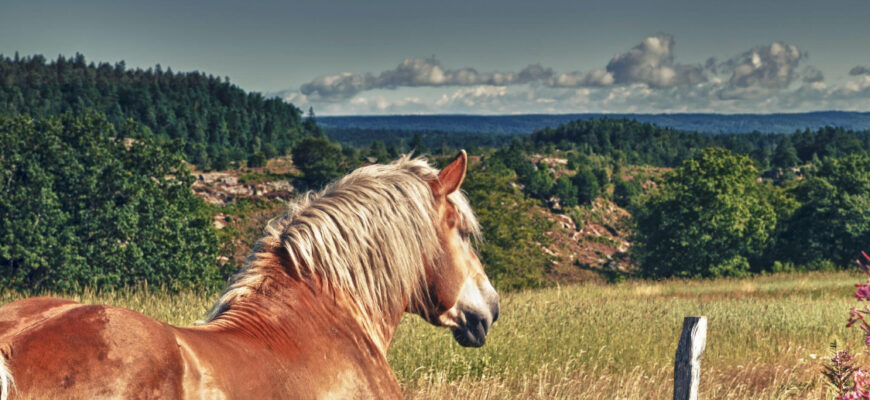 "Ardennes Horse - Photo by Vintervit at getty images"