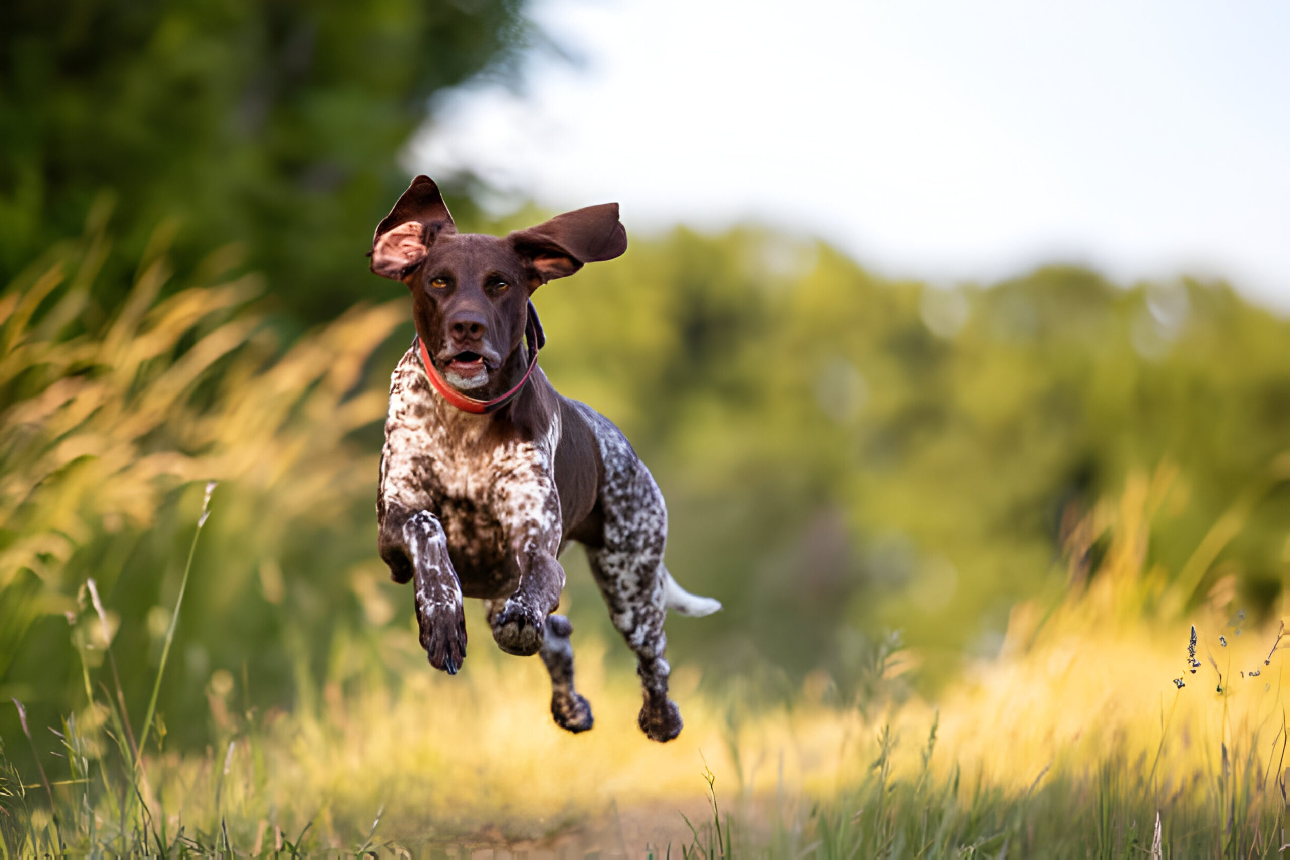 "Portrait of dog running on field - Photo by Markus Platzbecker at getty images" 