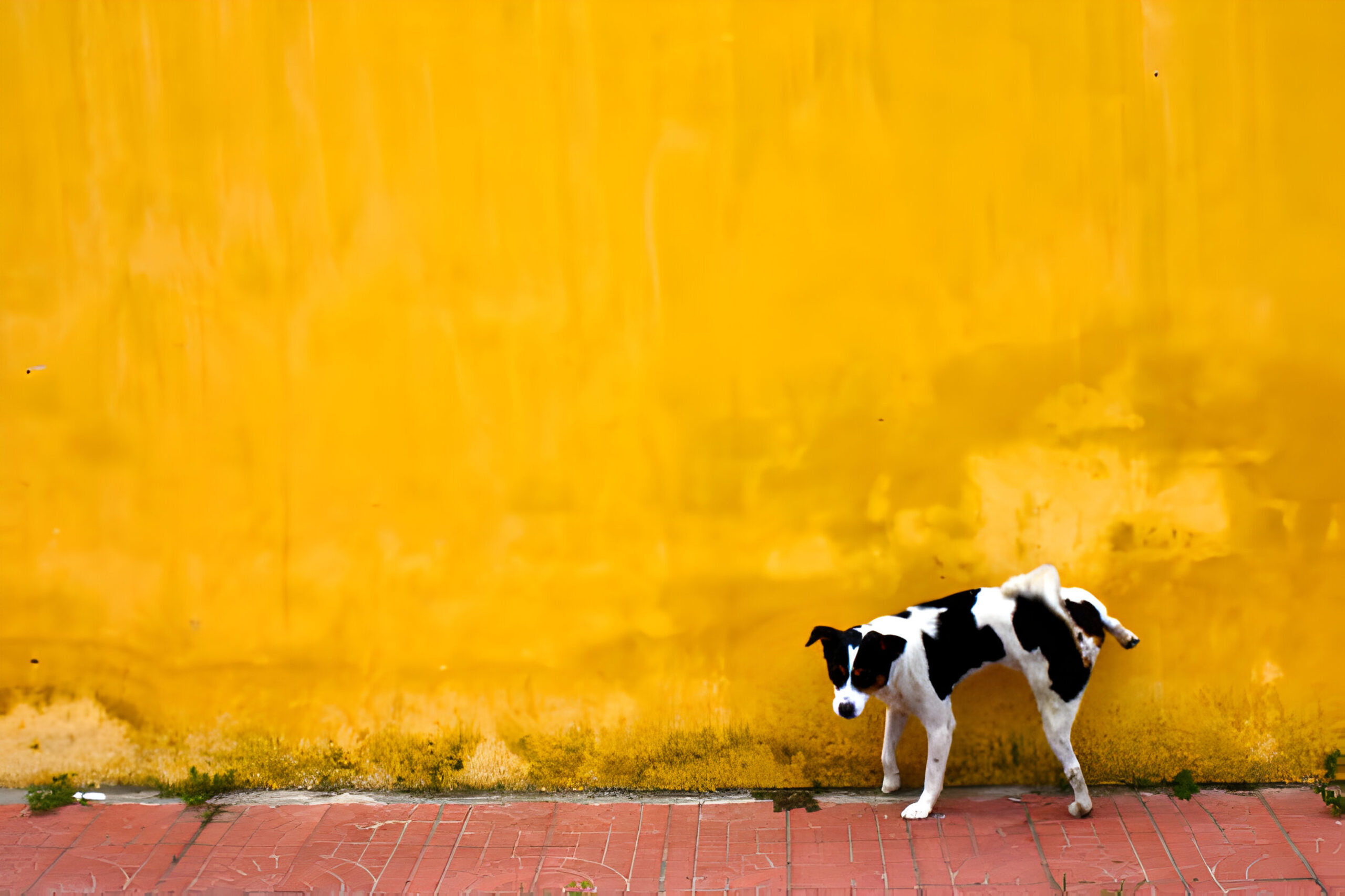 Photo:How to Train Your Dog to Pee