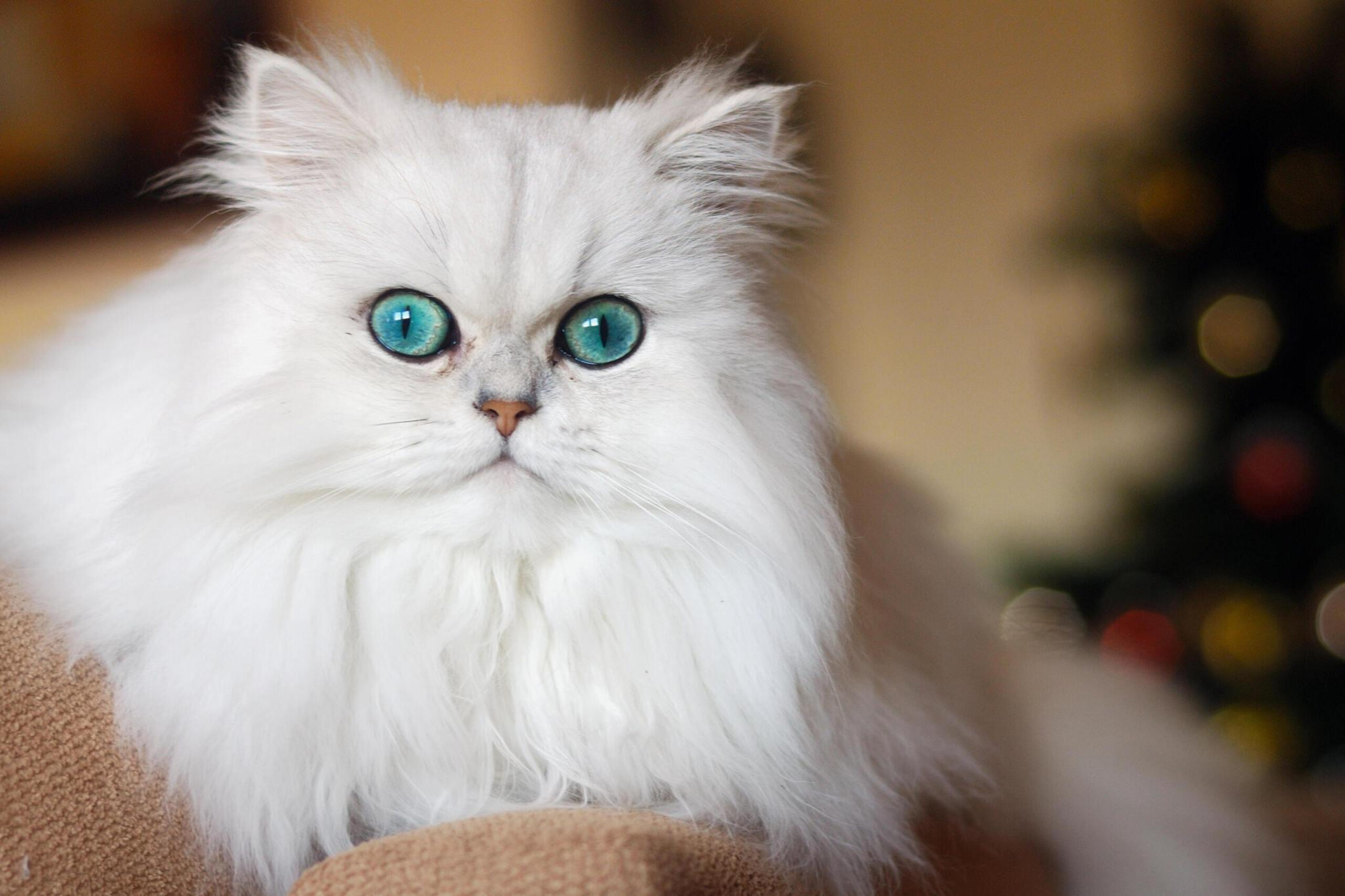 "Persian cats - Photo by João Pedro Neves at getty images" 