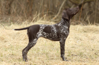 "German Shorthaired Pointers - Photo by Sergey Ryumin at getty images"