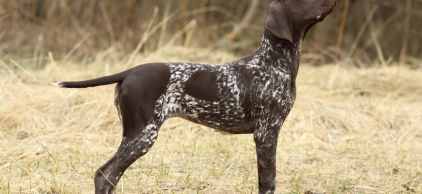 "German Shorthaired Pointers - Photo by Sergey Ryumin at getty images"