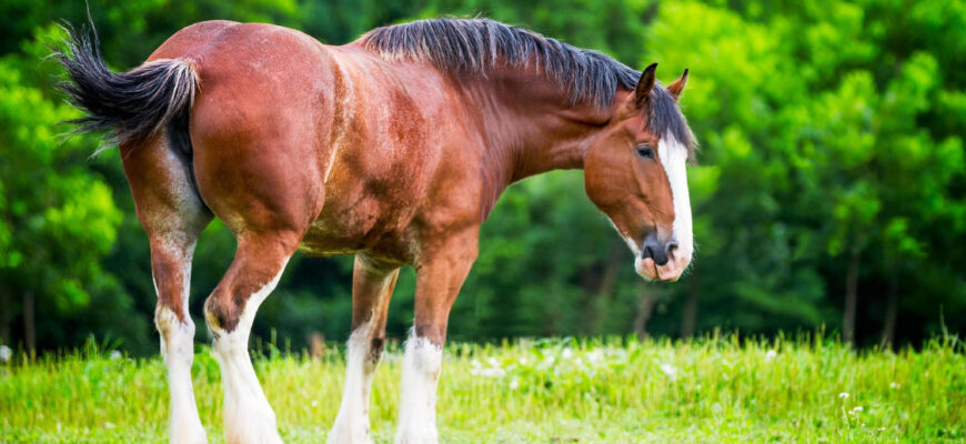 "Clydesdale Horse - Photo by Todd Ryburn Photography at getty images"