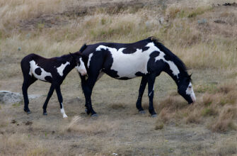 "Paint Horse - Photo by Mark Newman at getty images"