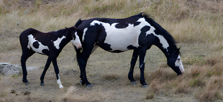 "Paint Horse - Photo by Mark Newman at getty images"