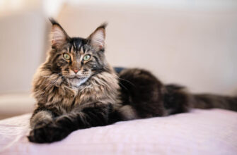 "Maine Coon - Photo by Alexandra Jursova at getty images"