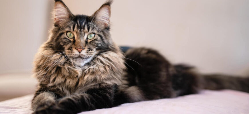 "Maine Coon - Photo by Alexandra Jursova at getty images"