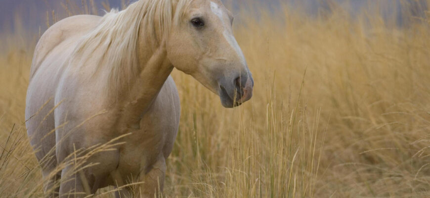 "American Quarter Horse - Photo by Darrell Gulin at getty images"