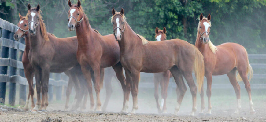 "American Saddlebred Horse - Photo by www.abounaderphoto.com at getty images"