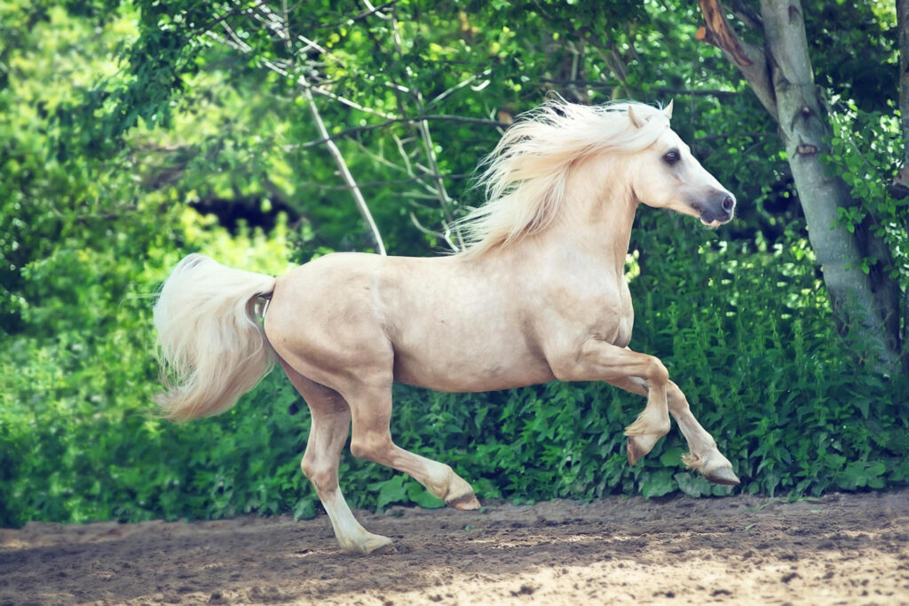 "Cob Horse - Photo by anakondaN at getty images"