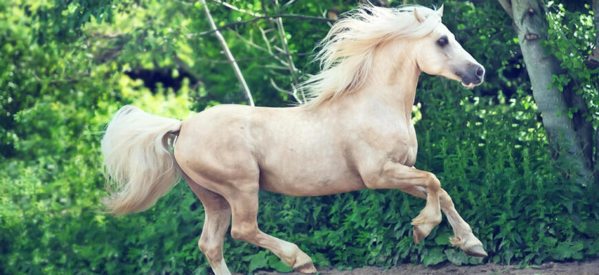 "Cob Horse - Photo by anakondaN at getty images"