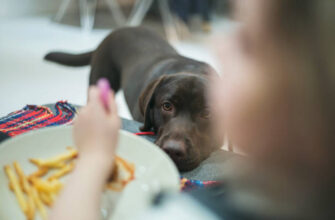 Are Sweet Potatoes Good for Dogs