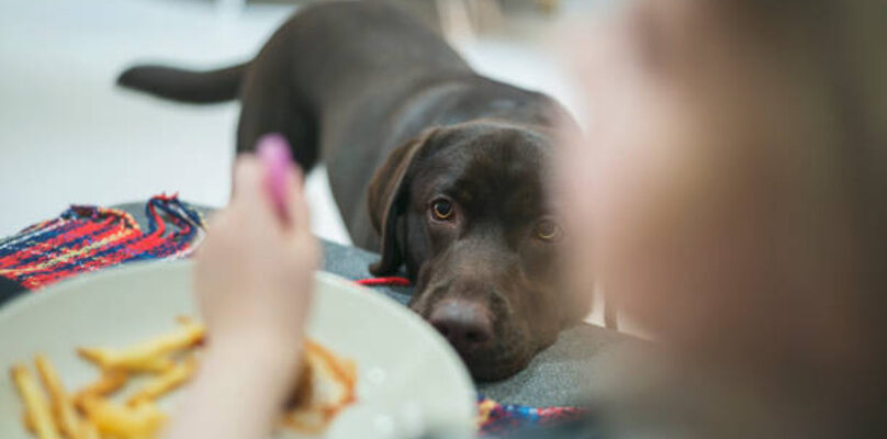 Are Sweet Potatoes Good for Dogs