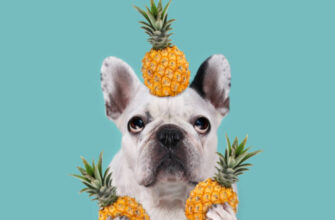 pineapple can be harmful to dogs