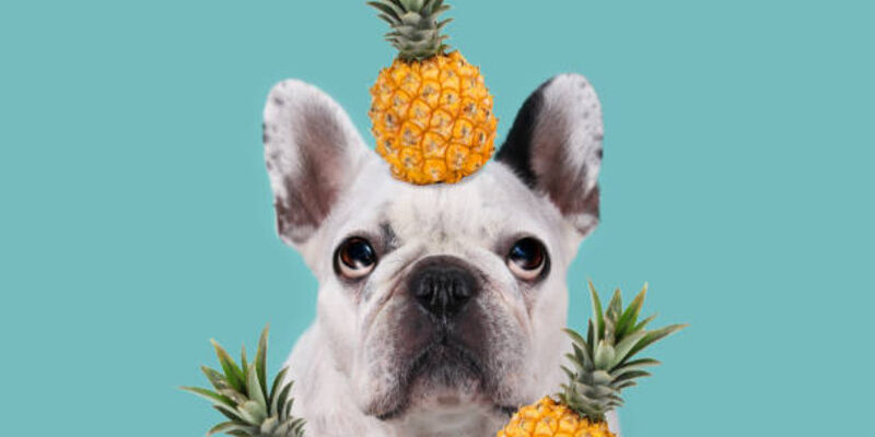 pineapple can be harmful to dogs