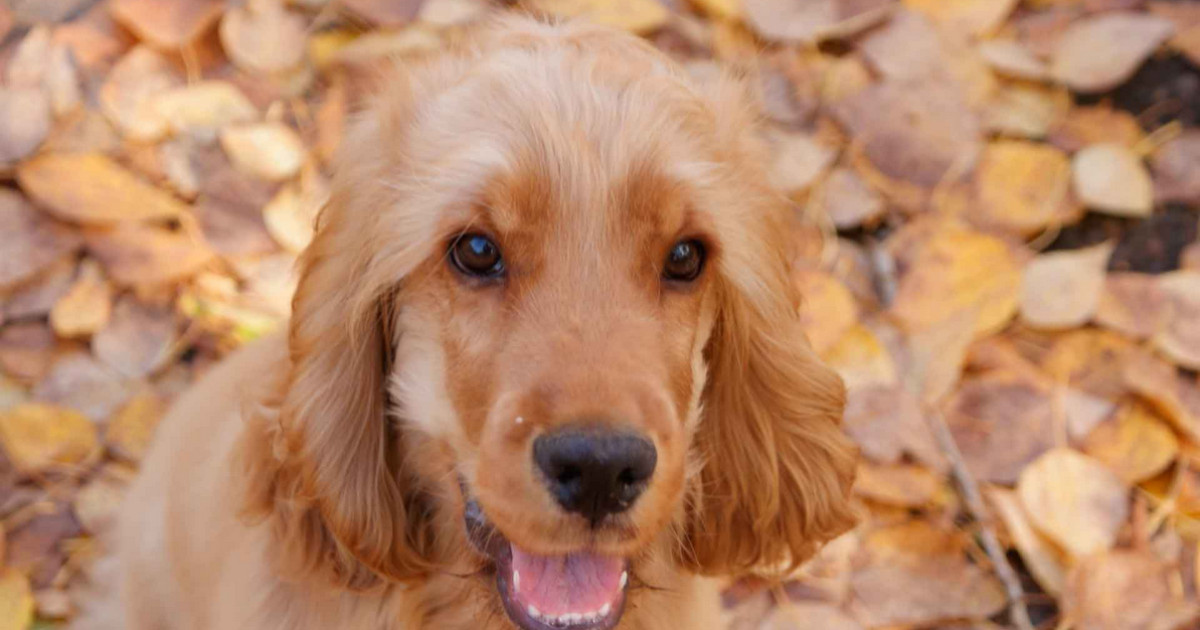 English Cocker Spaniel is a breed of dog.