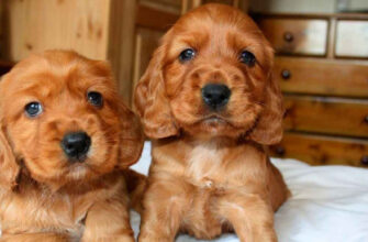 Cocker Spaniel is a special species