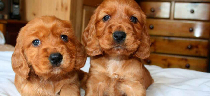 Cocker Spaniel is a special species