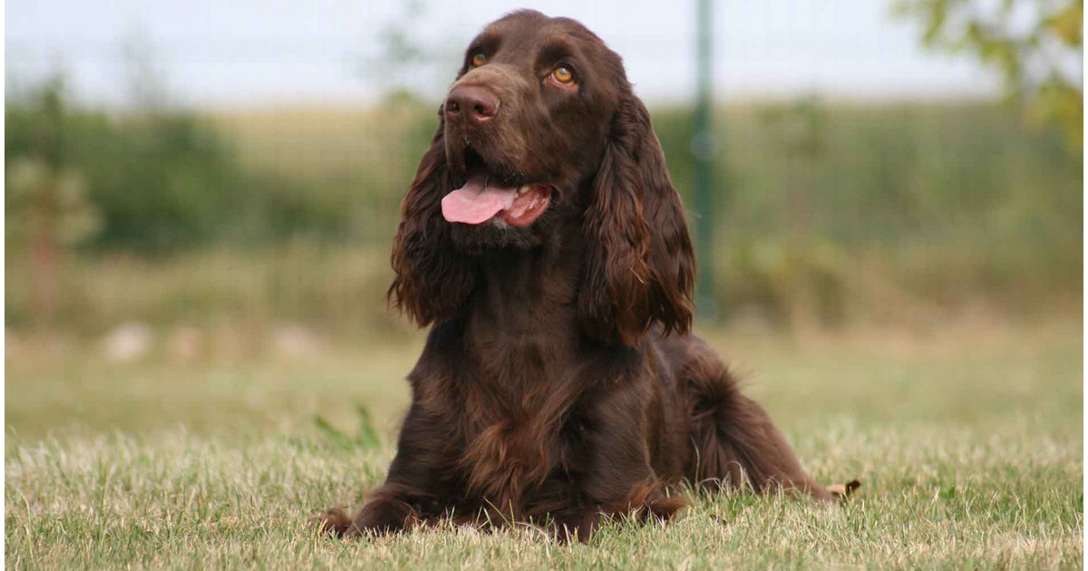 Cocker Spaniels love delicacies