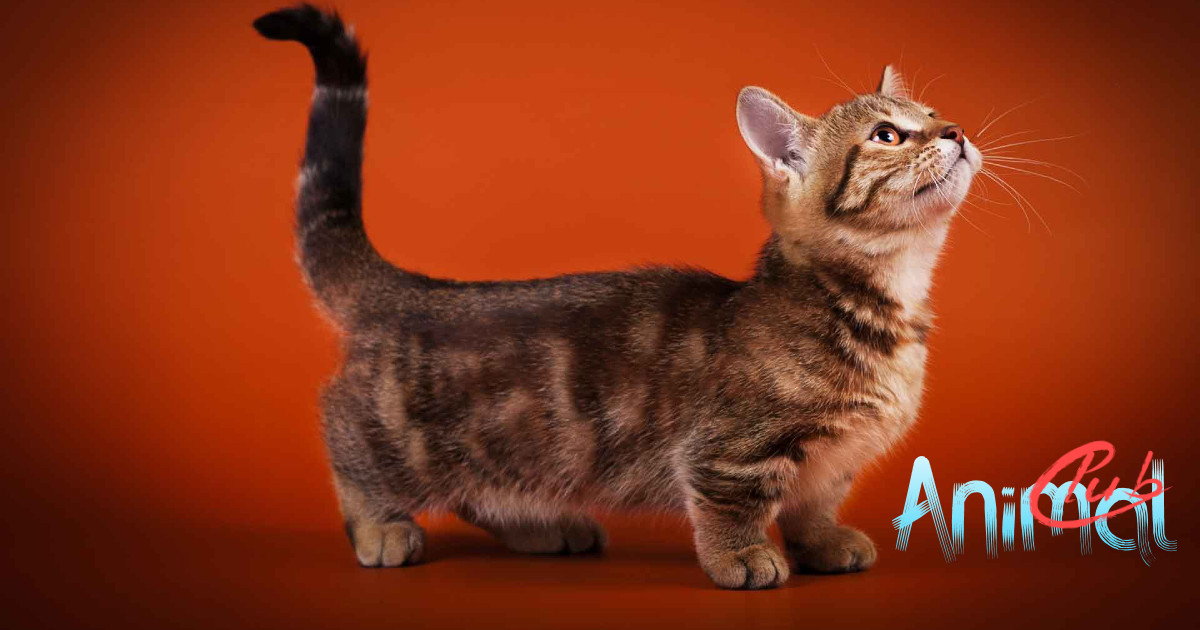 The munchkin cat has a wonderful breeds