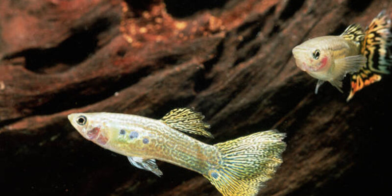 Guppies photo by Robert Pickett at getty images