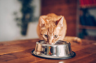 Food for Cats with Allergies